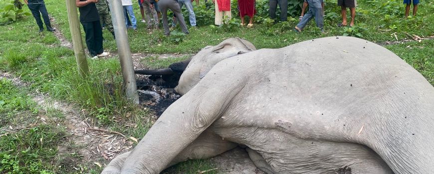 झापामा फेरी एउटा जंगली हात्ती मृत फेला 