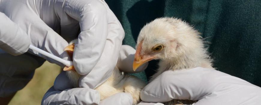 झापामा पनि बर्ड फ्लुको आशंका