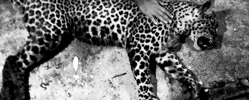 बुद्धशान्तिमा स्थानीयबासीको आक्रमणमा मर्‍यो  चितुवा